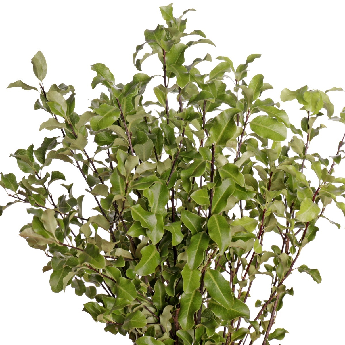 Pittosporum