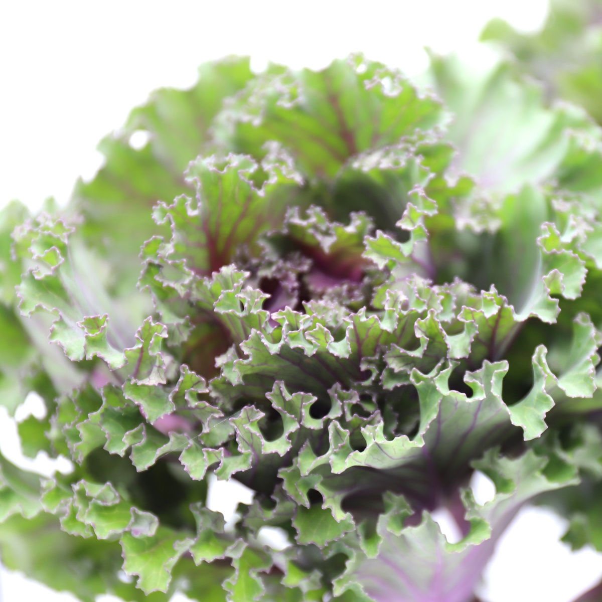 Brassica Purple