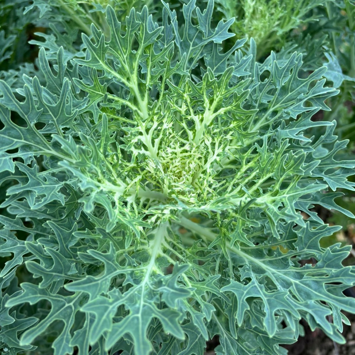 Purple Brassica