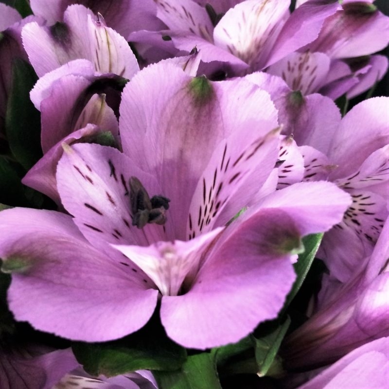 Purple Alstroemeria (10's)