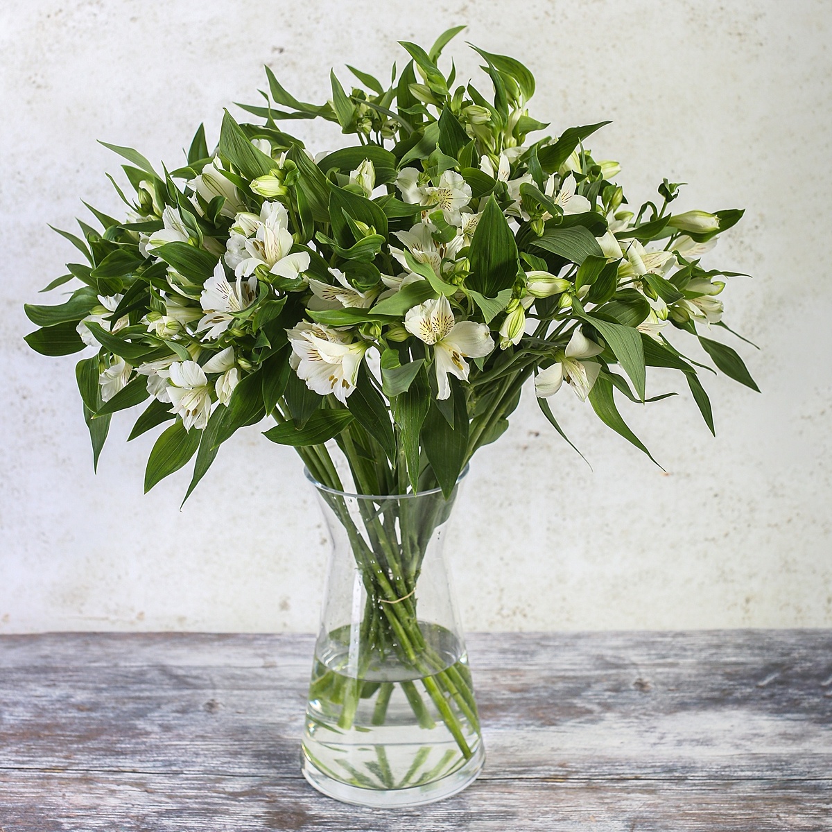 White Alstroemeria (10's)