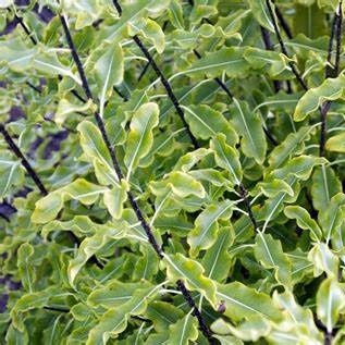 Pittosporum