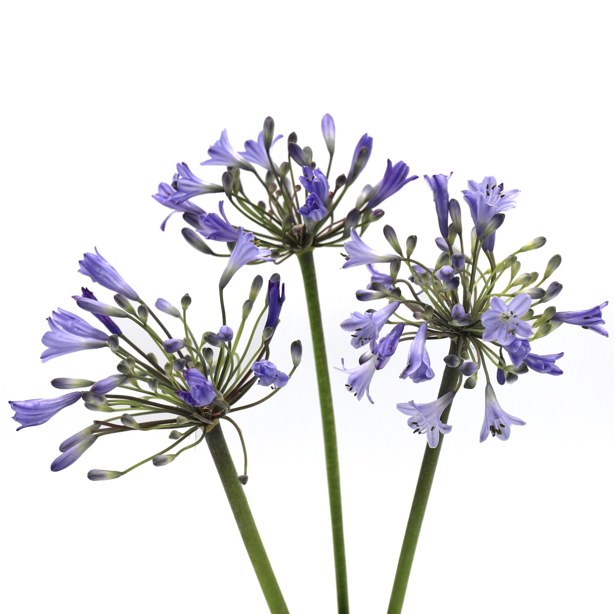 Agapanthus (10's)