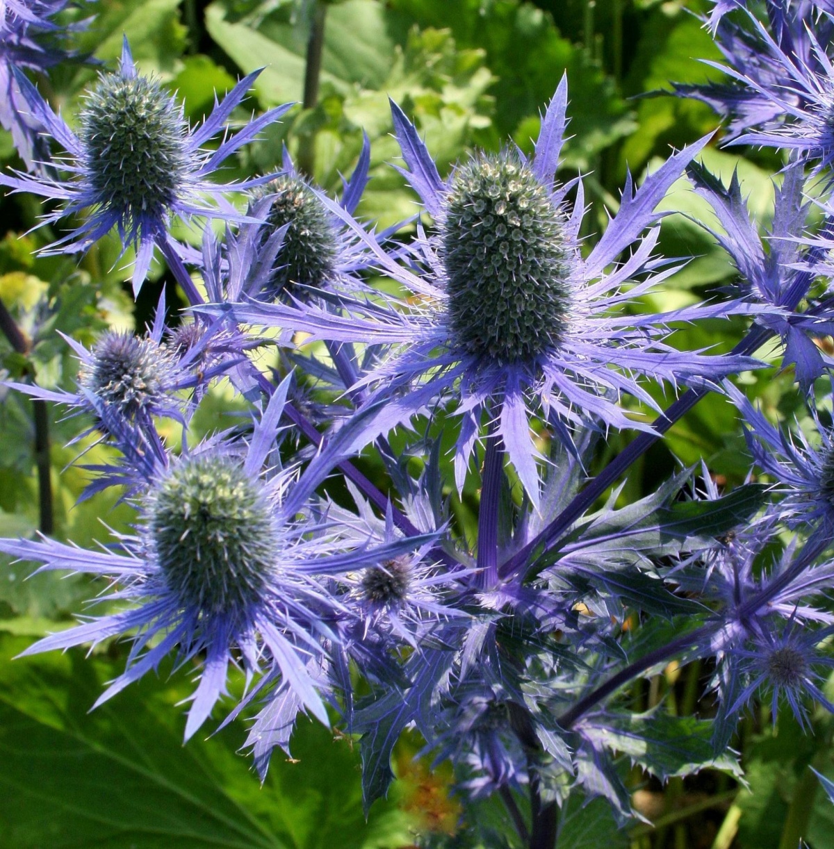 English Flowers Eryngium 