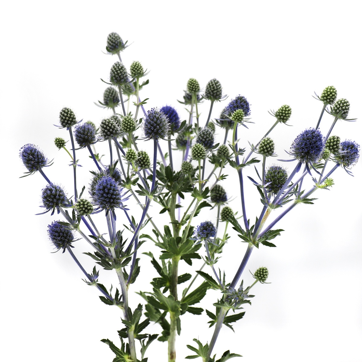 Eryngium (5's)