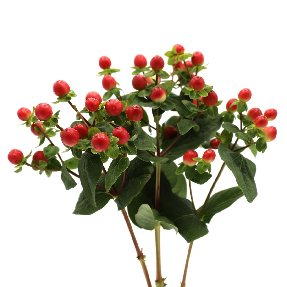 English Red Hypericum