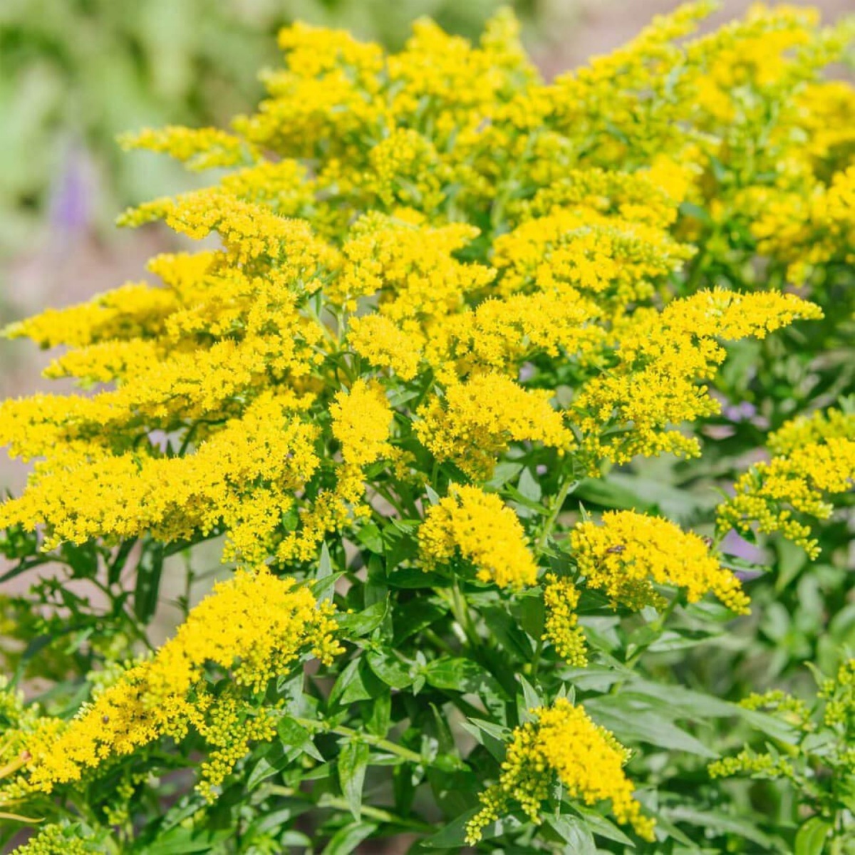 English Flowers Solidago