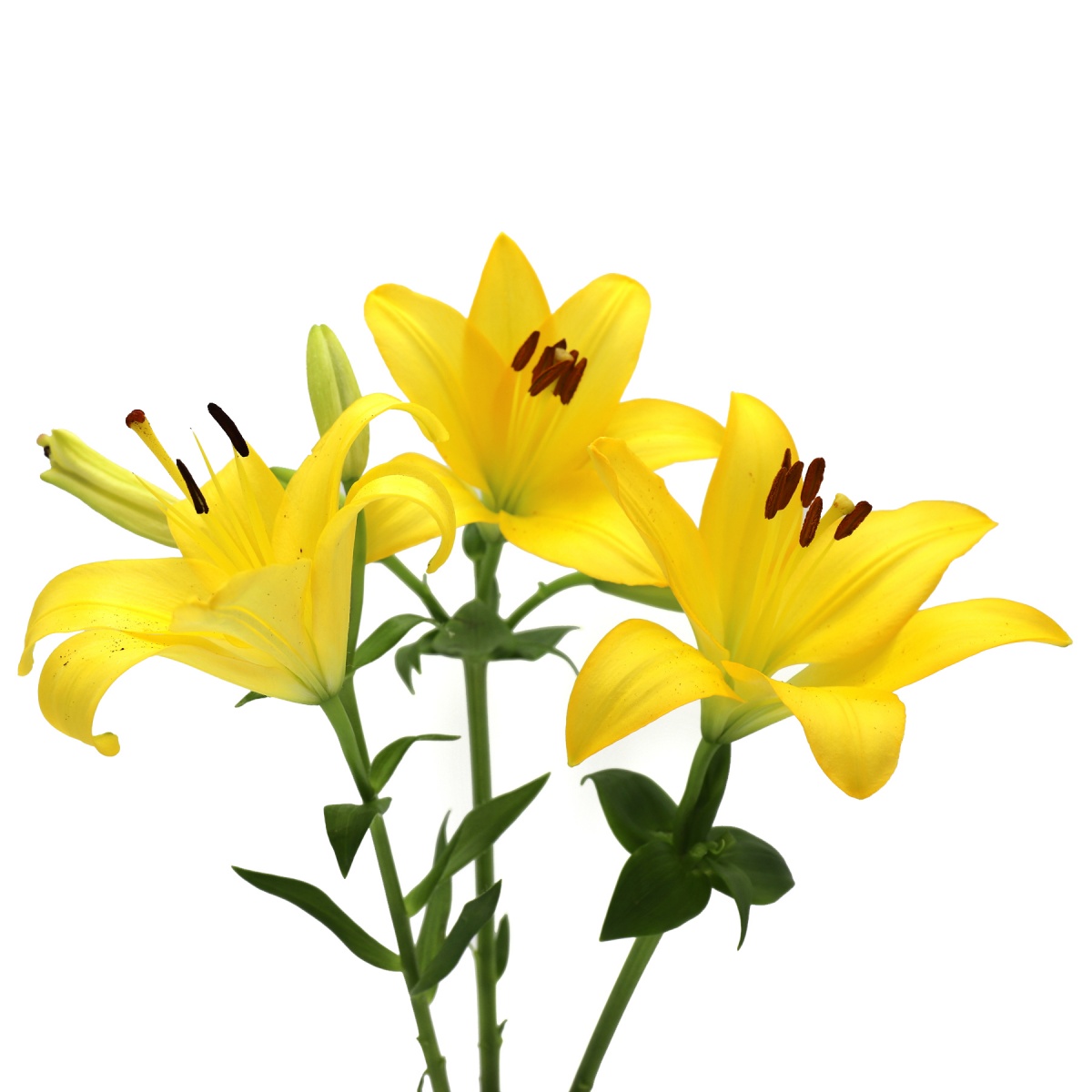 Yellow LA Lilies