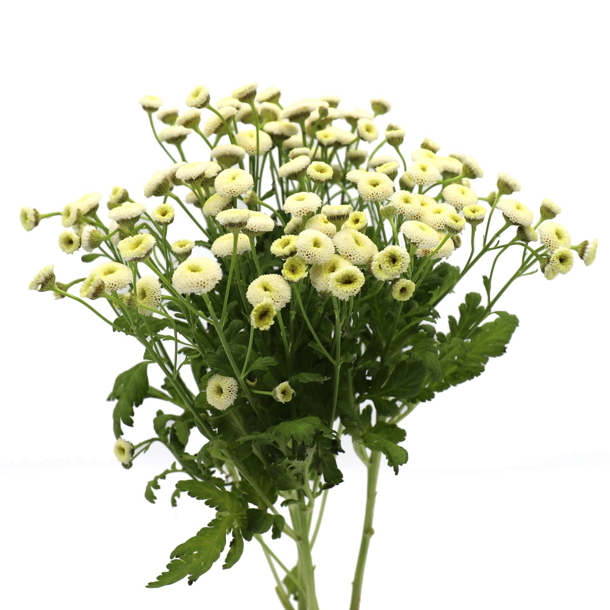 White English Tanacetum