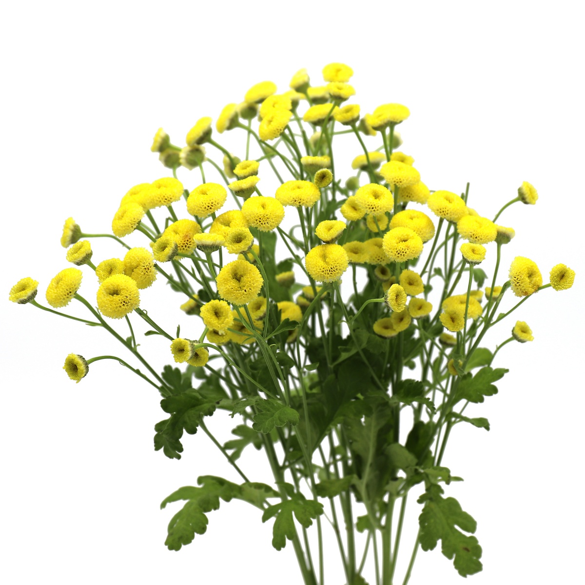 Yellow English Tanacetum