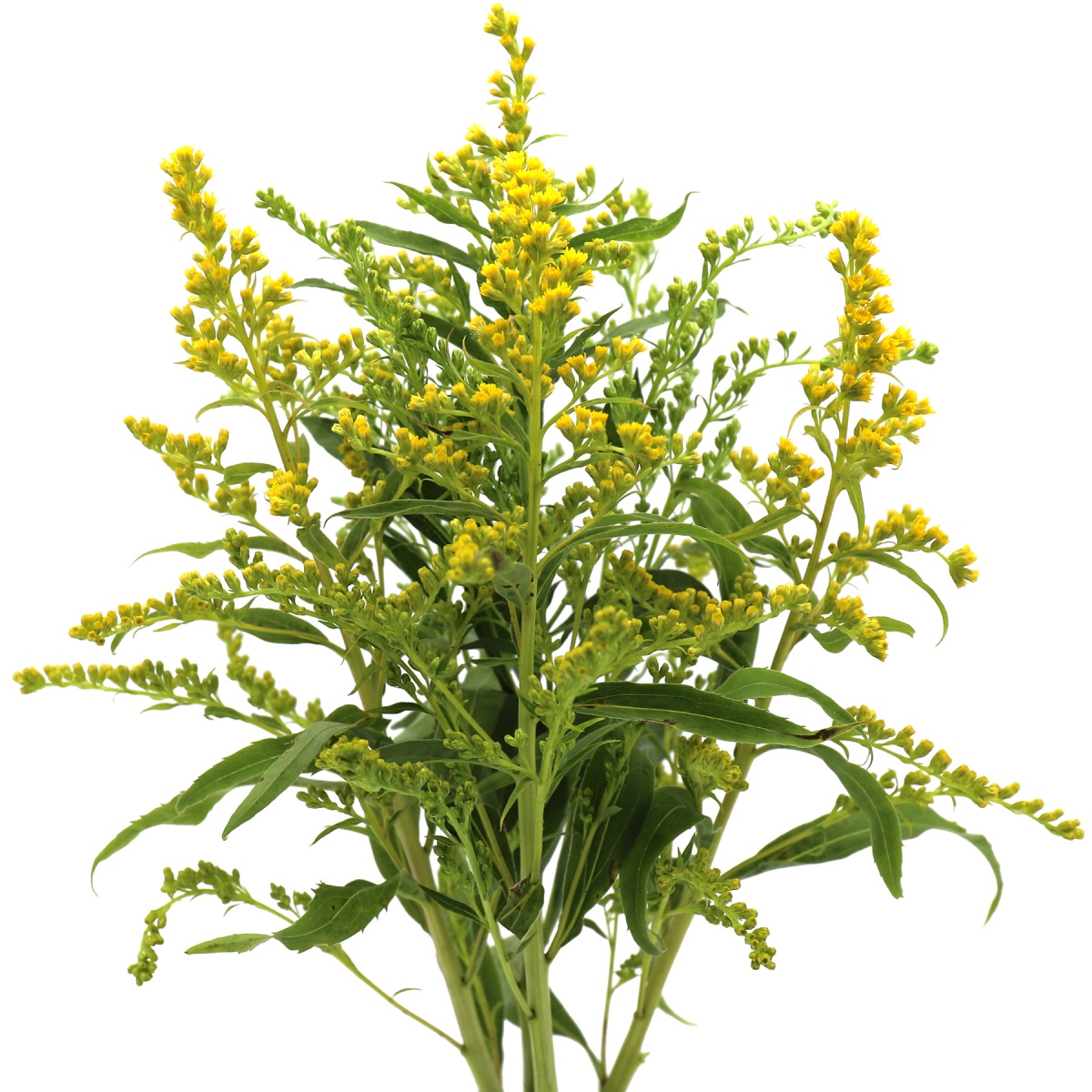 Solidago