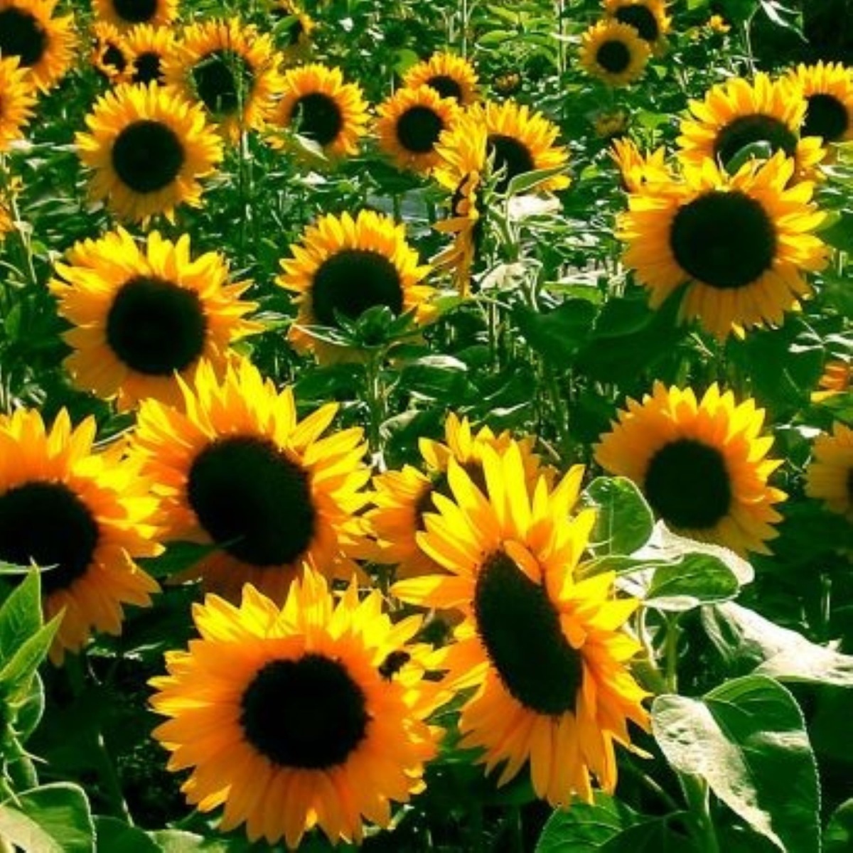 English Sunflowers