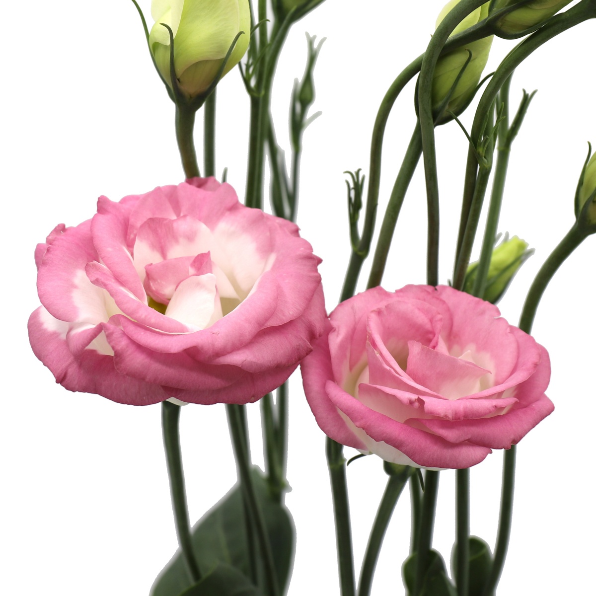 Pink White Bi-Colour Lisianthus (10's)