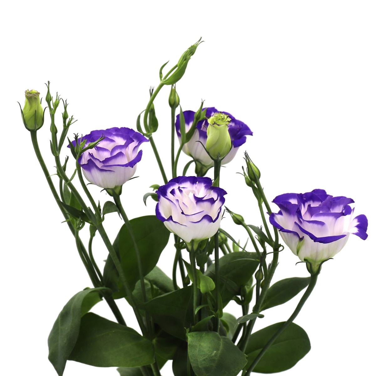 Blue Bi-colour Lisianthus