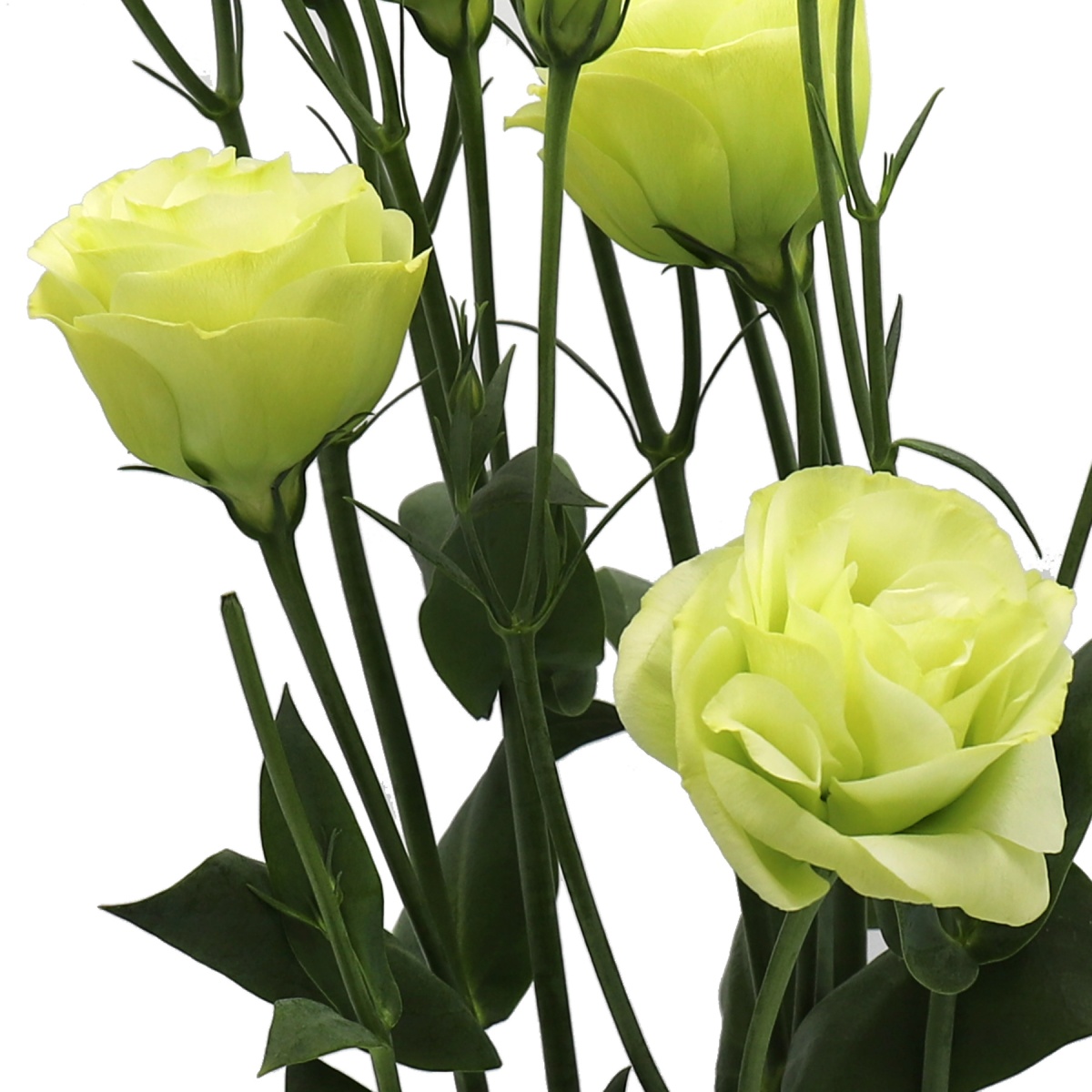 Lisianthus Green