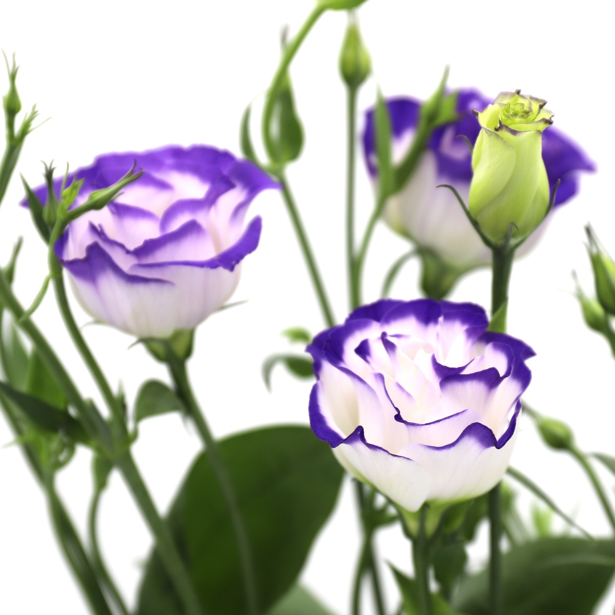 Lisianthus Blue Bi-colour