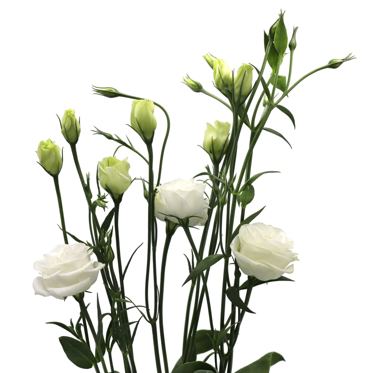 White Lisianthus