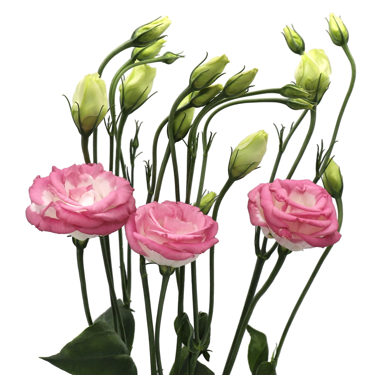 Pink Bi-colour Lisianthus