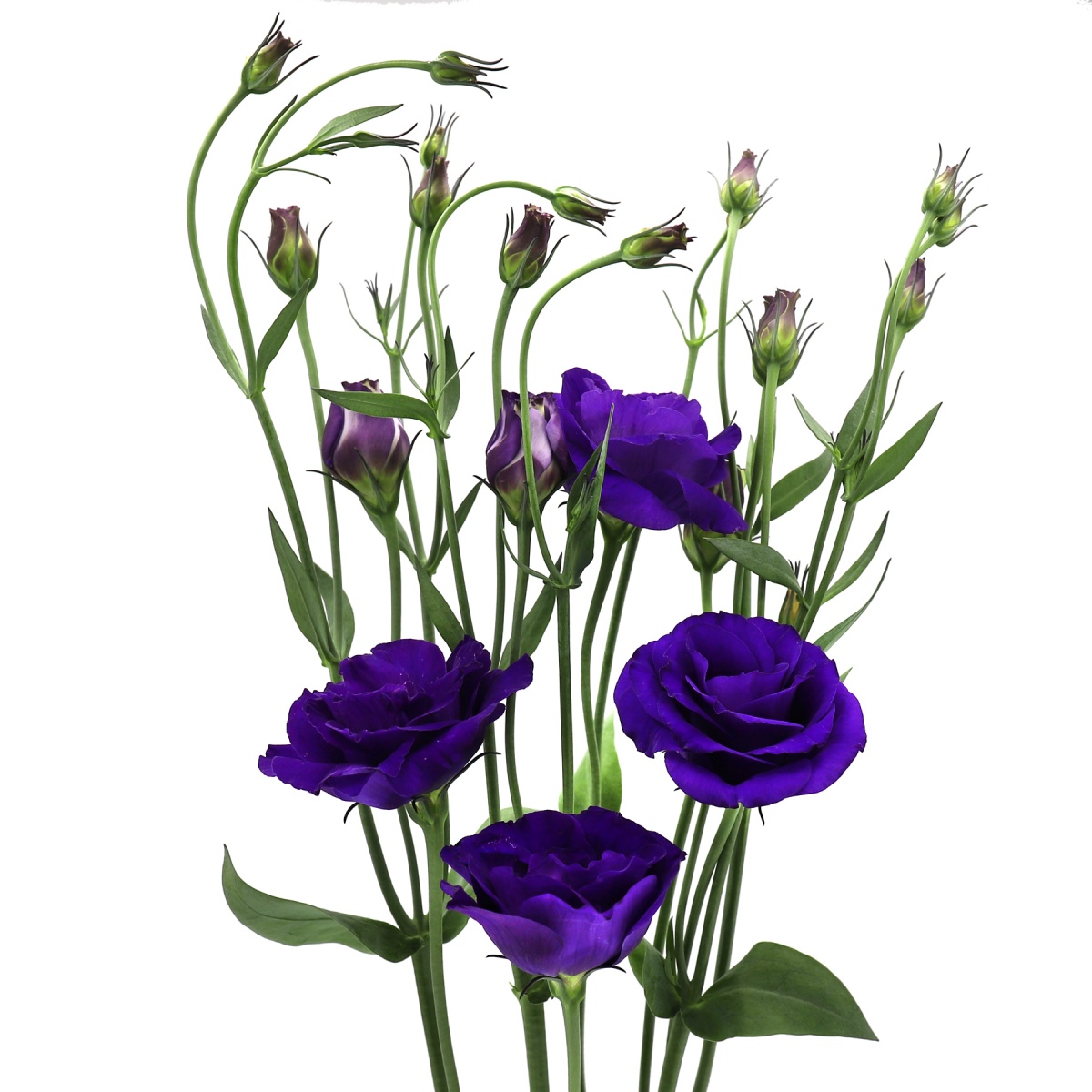 Purple Lisianthus