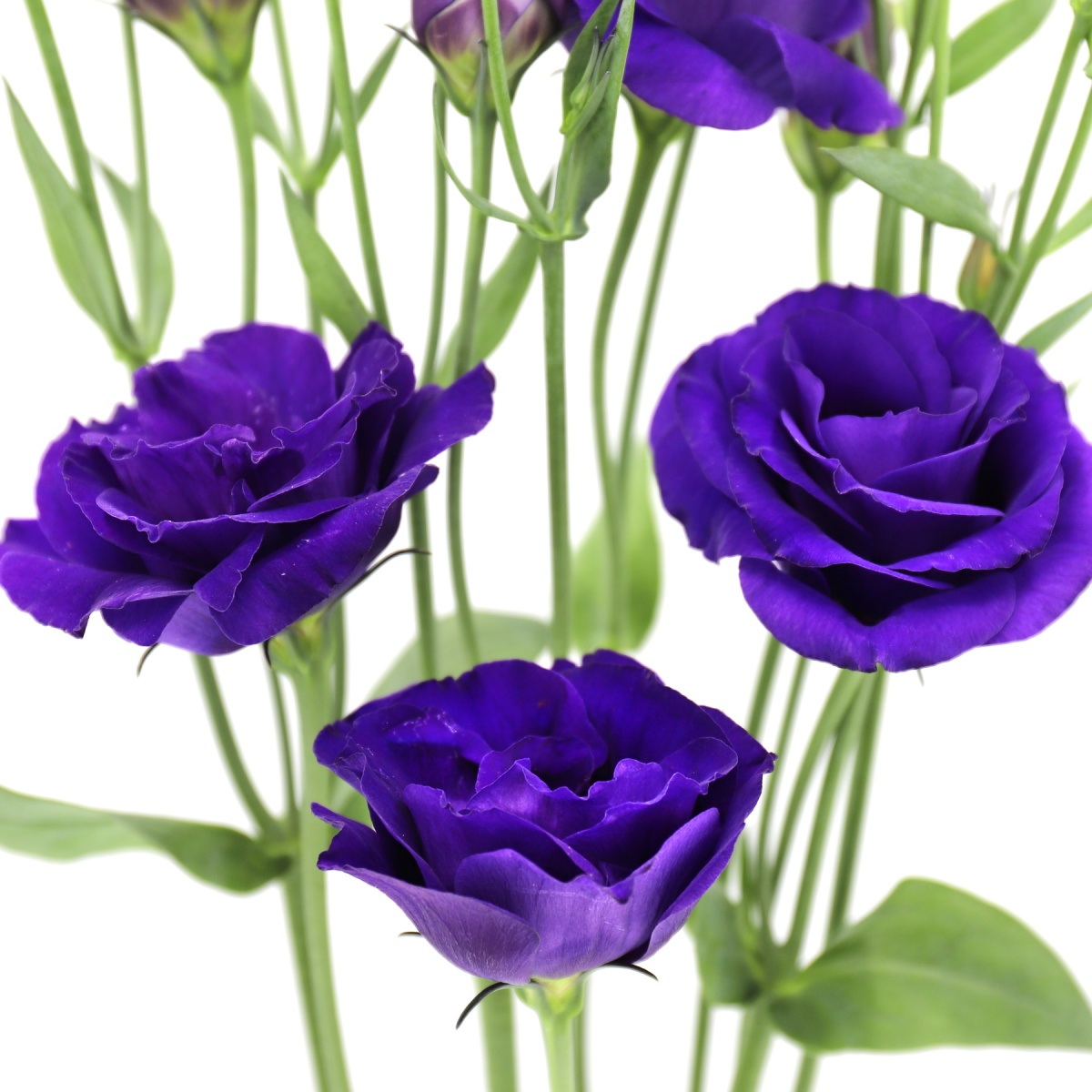 Lisianthus Purple