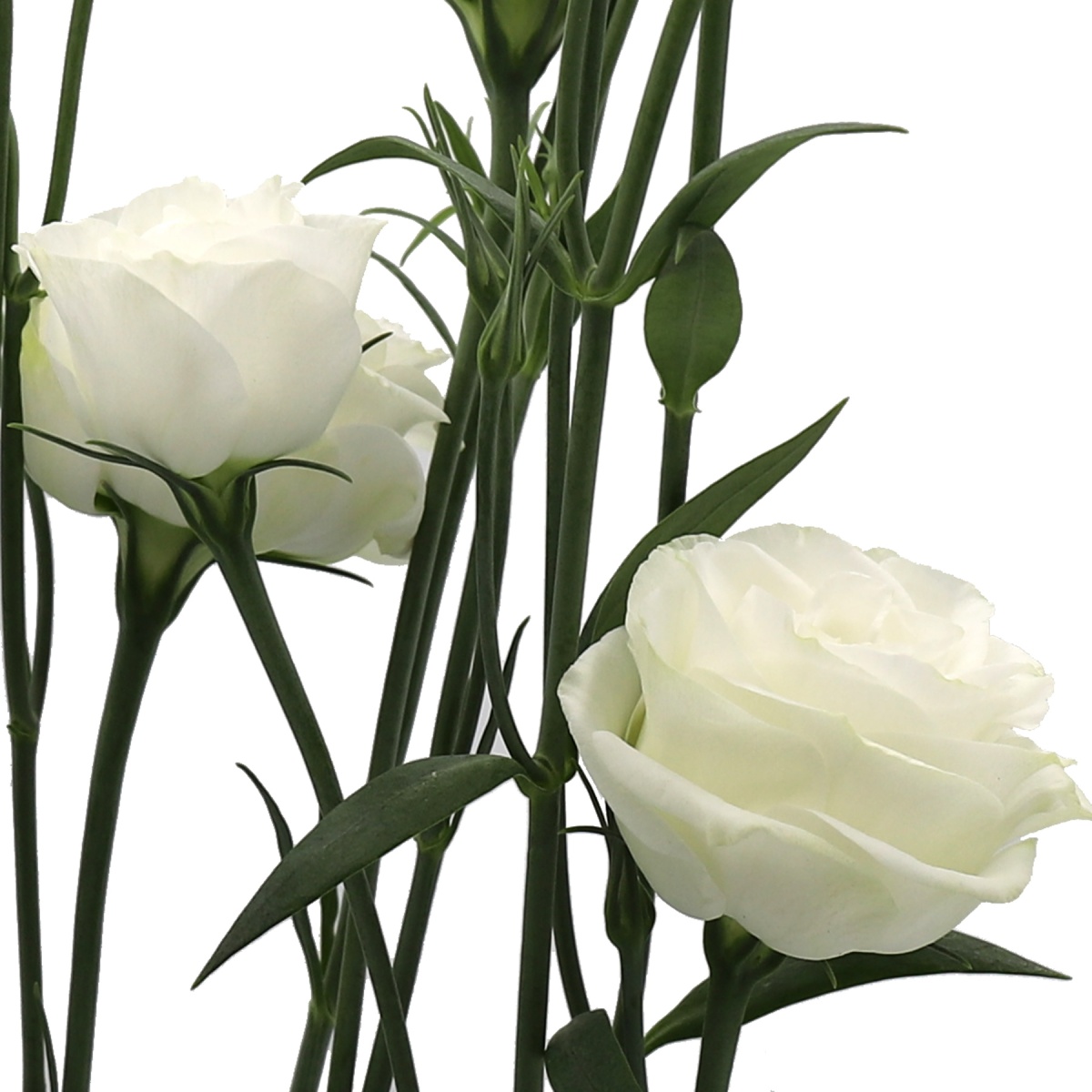 Lisianthus White