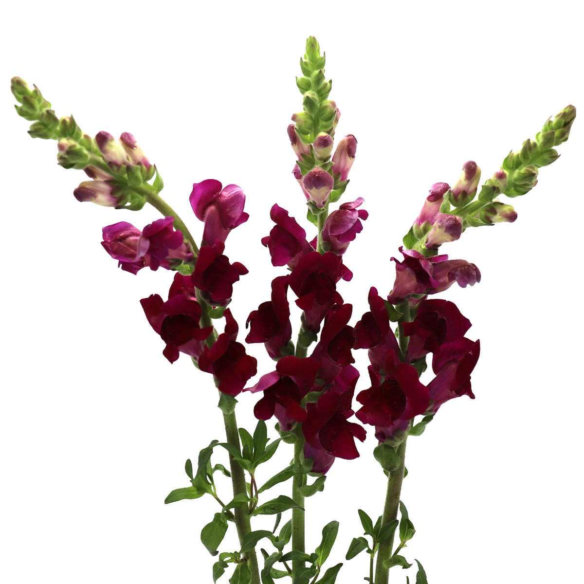 Crimson Antirrhinum (10's)