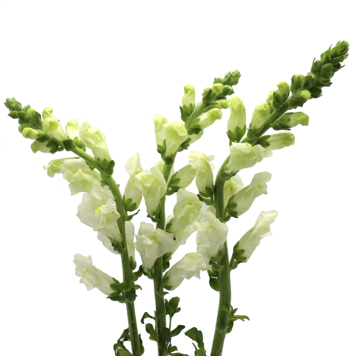 White Antirrhinum (10's)