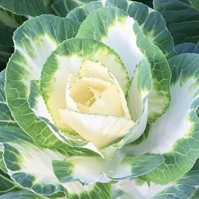 White Brassica