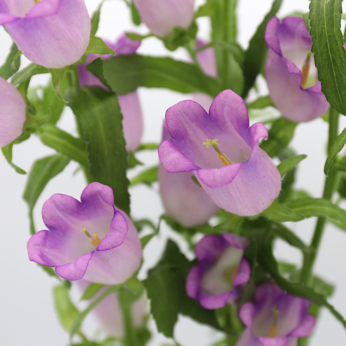 Lilac Campanula