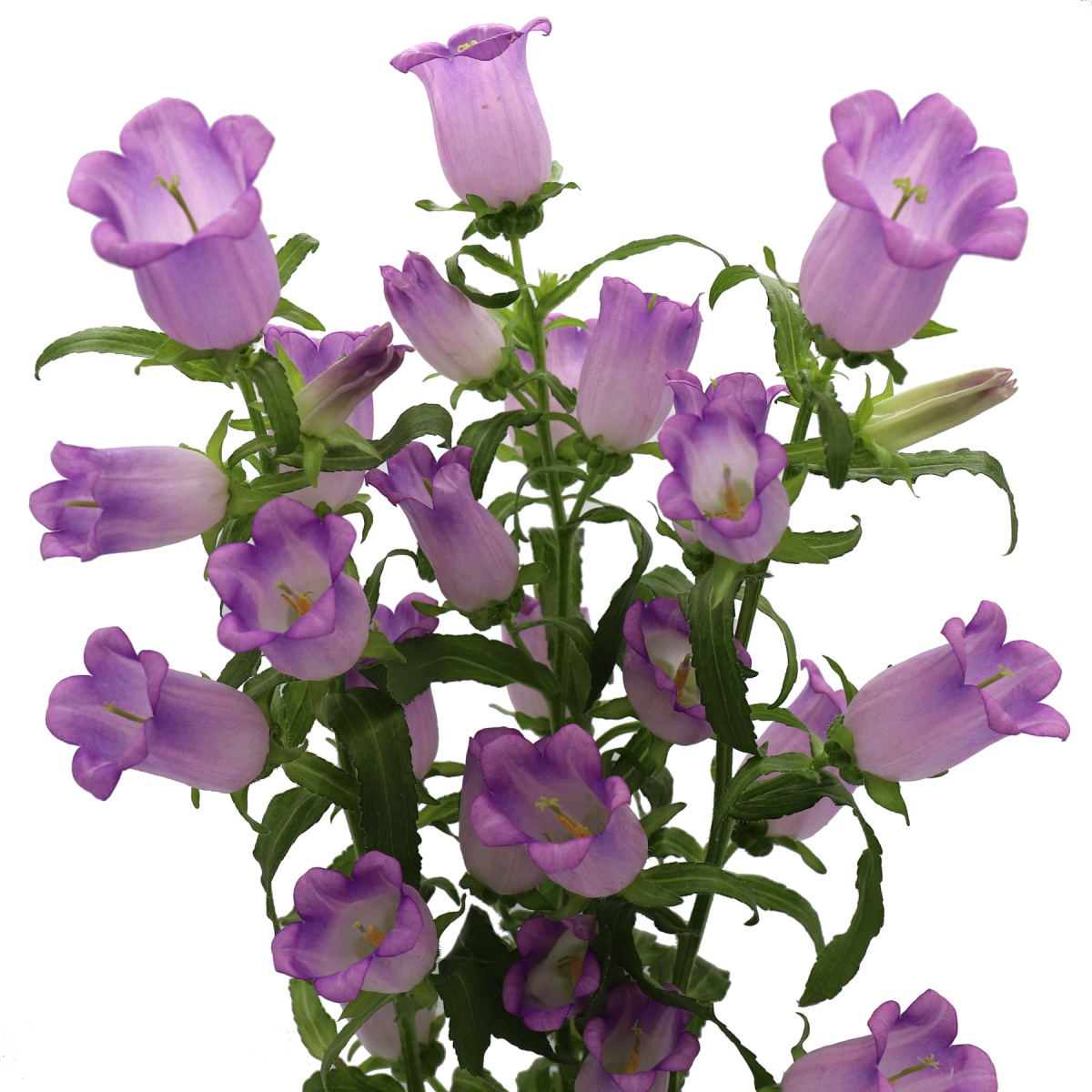 Campanula Lilac