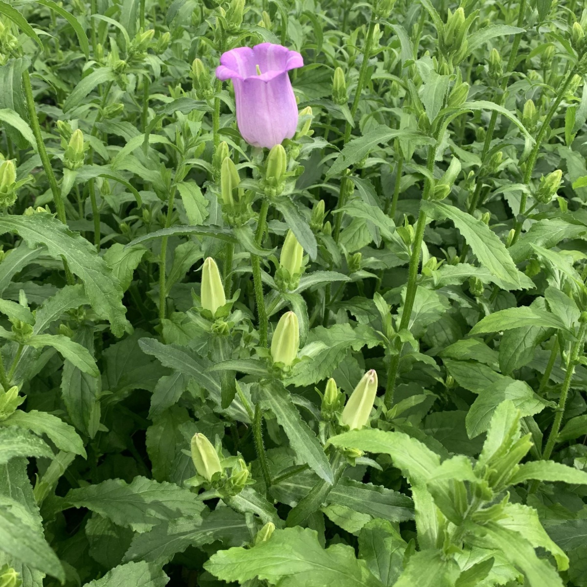 Lilac Campanula (10's)