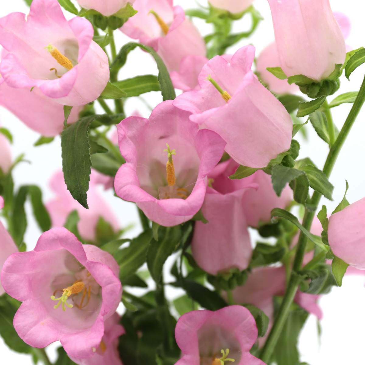 Pink Campanula