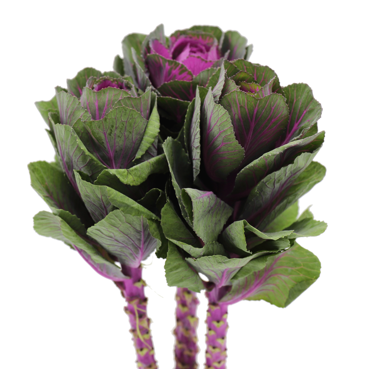 Purple Brassica