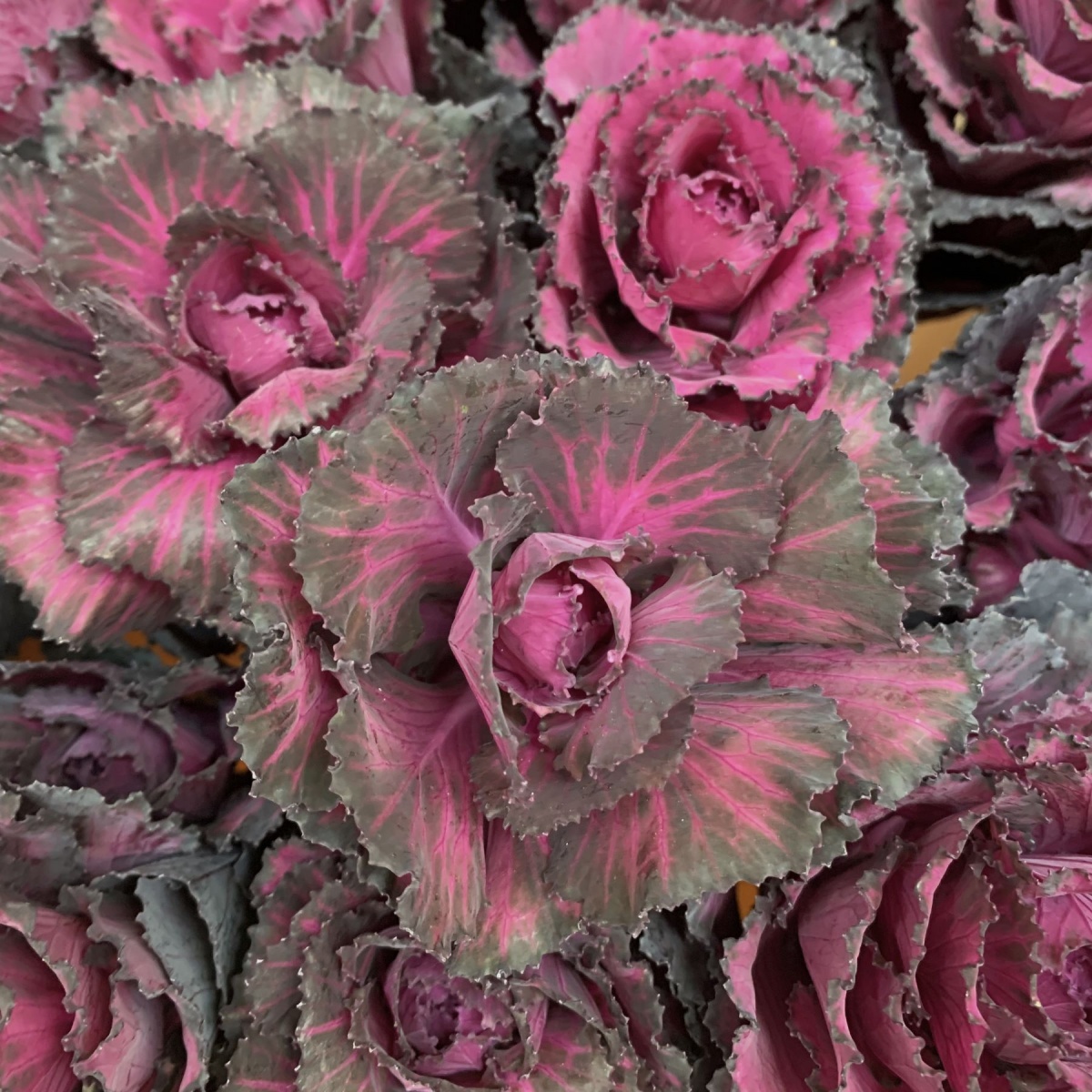 Purple Brassica