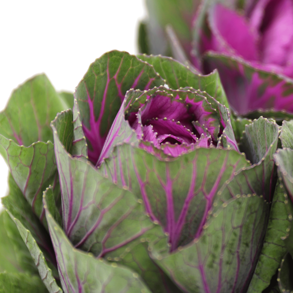 Brassica Purple