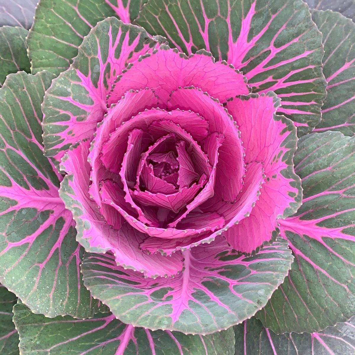 Brassica Purple