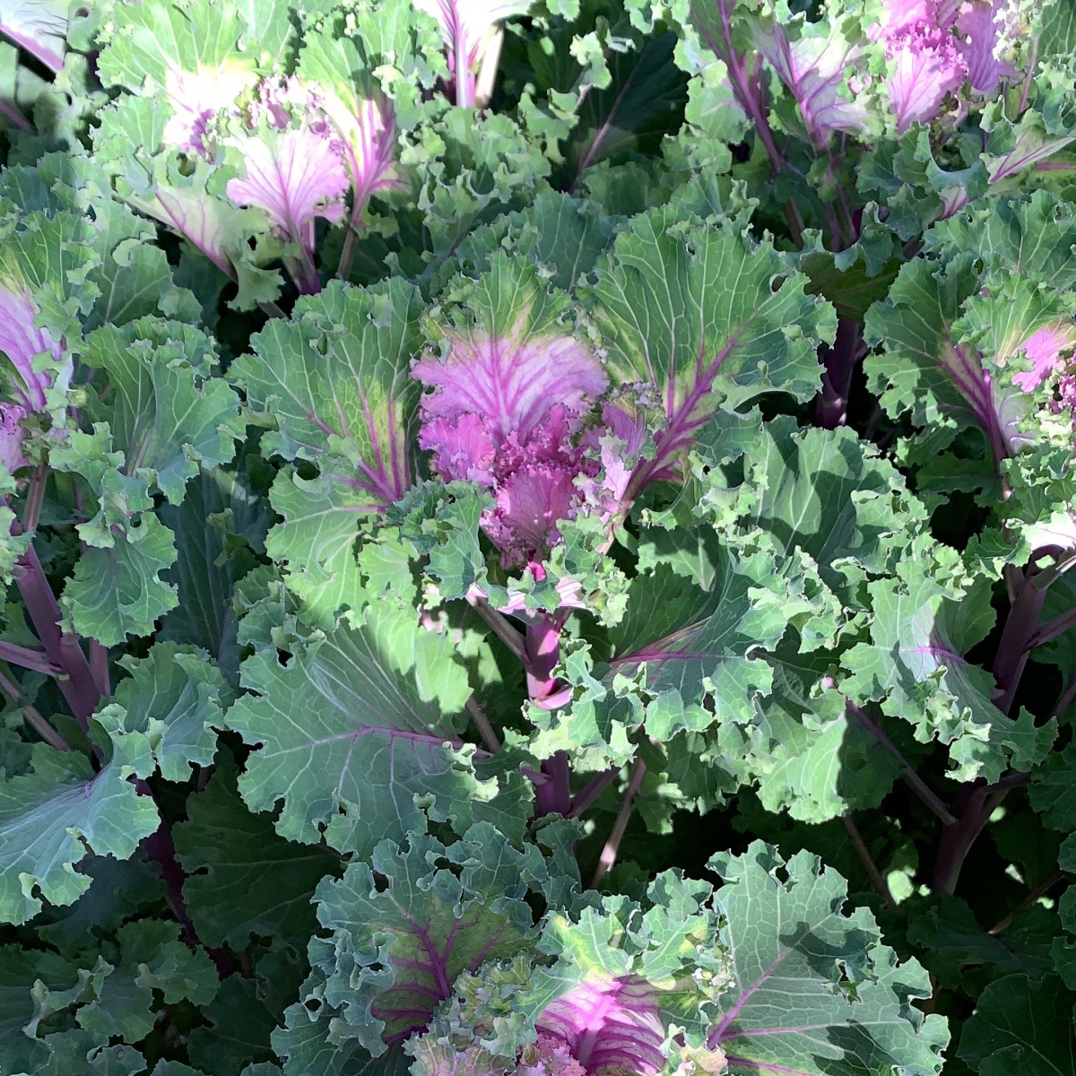 Purple Brassica