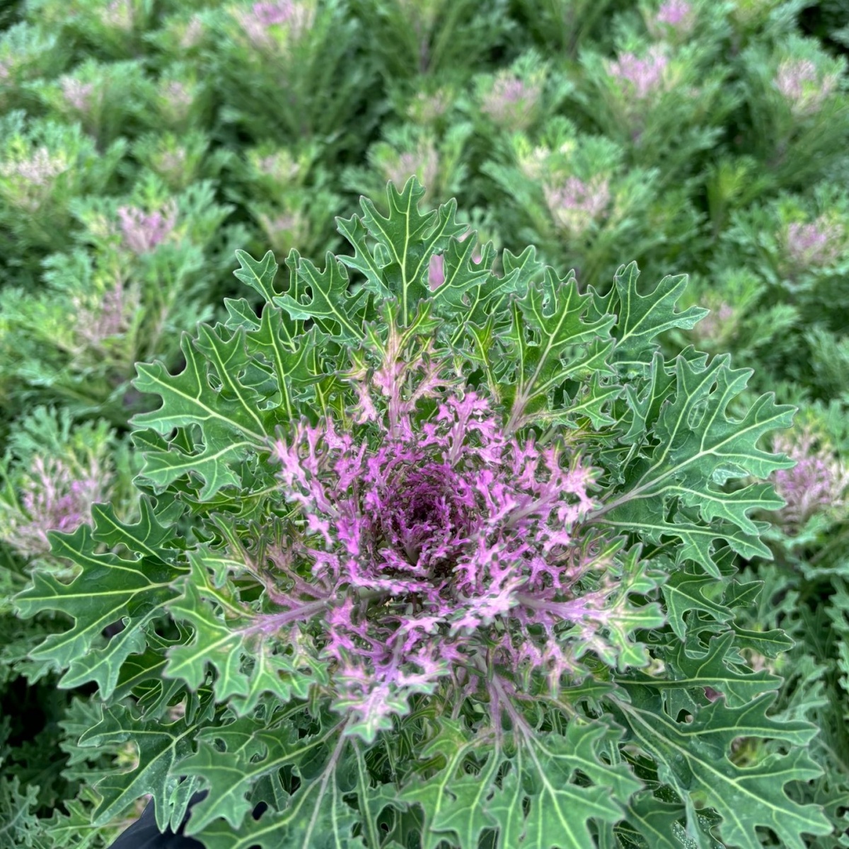 Purple Brassica