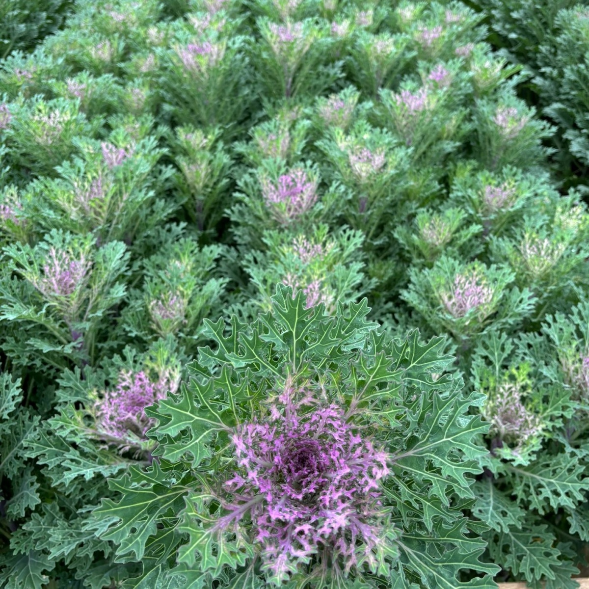 Purple Frilly Brassica (5)