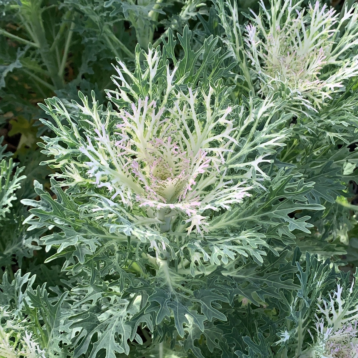 White Brassica