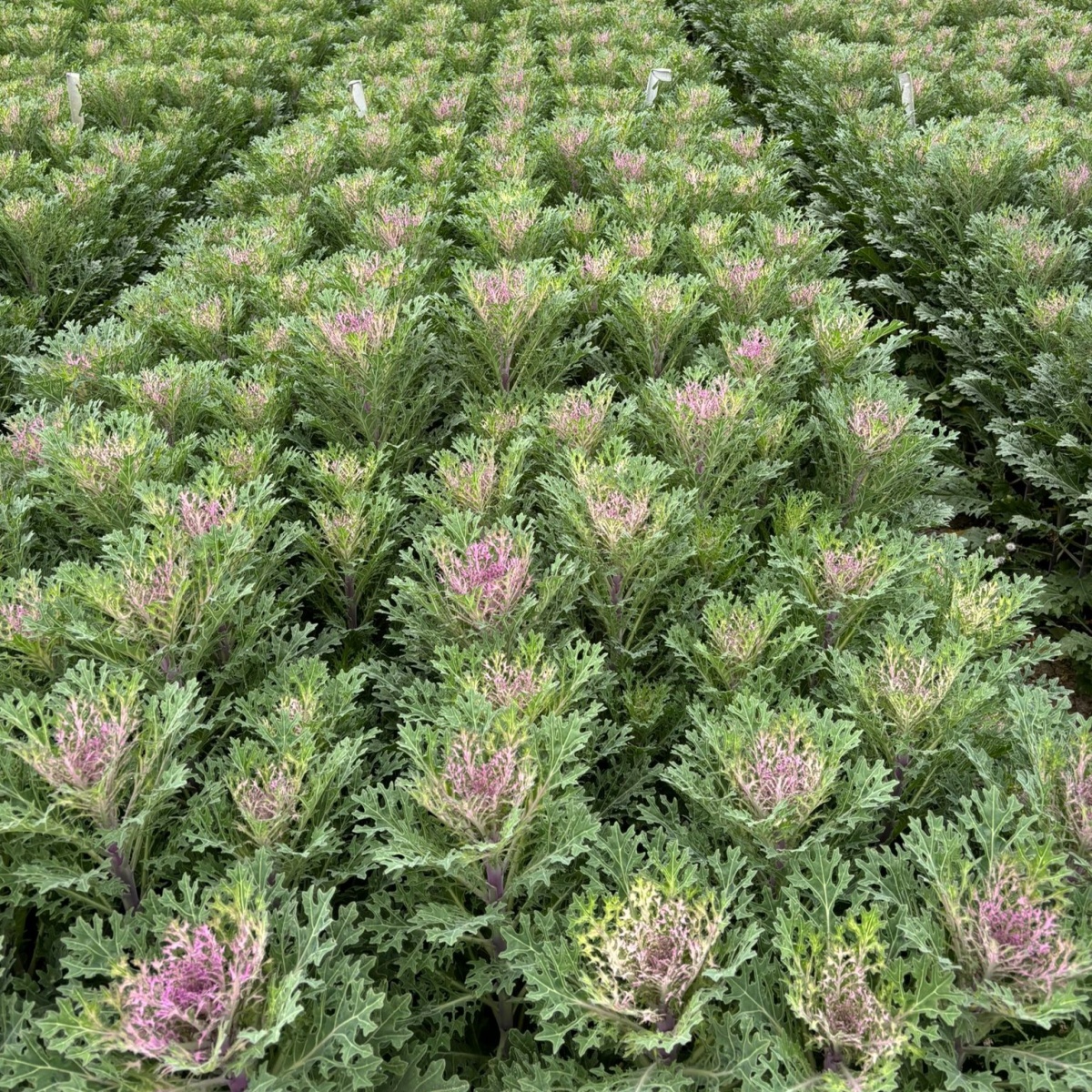 Purple Frilly Brassica