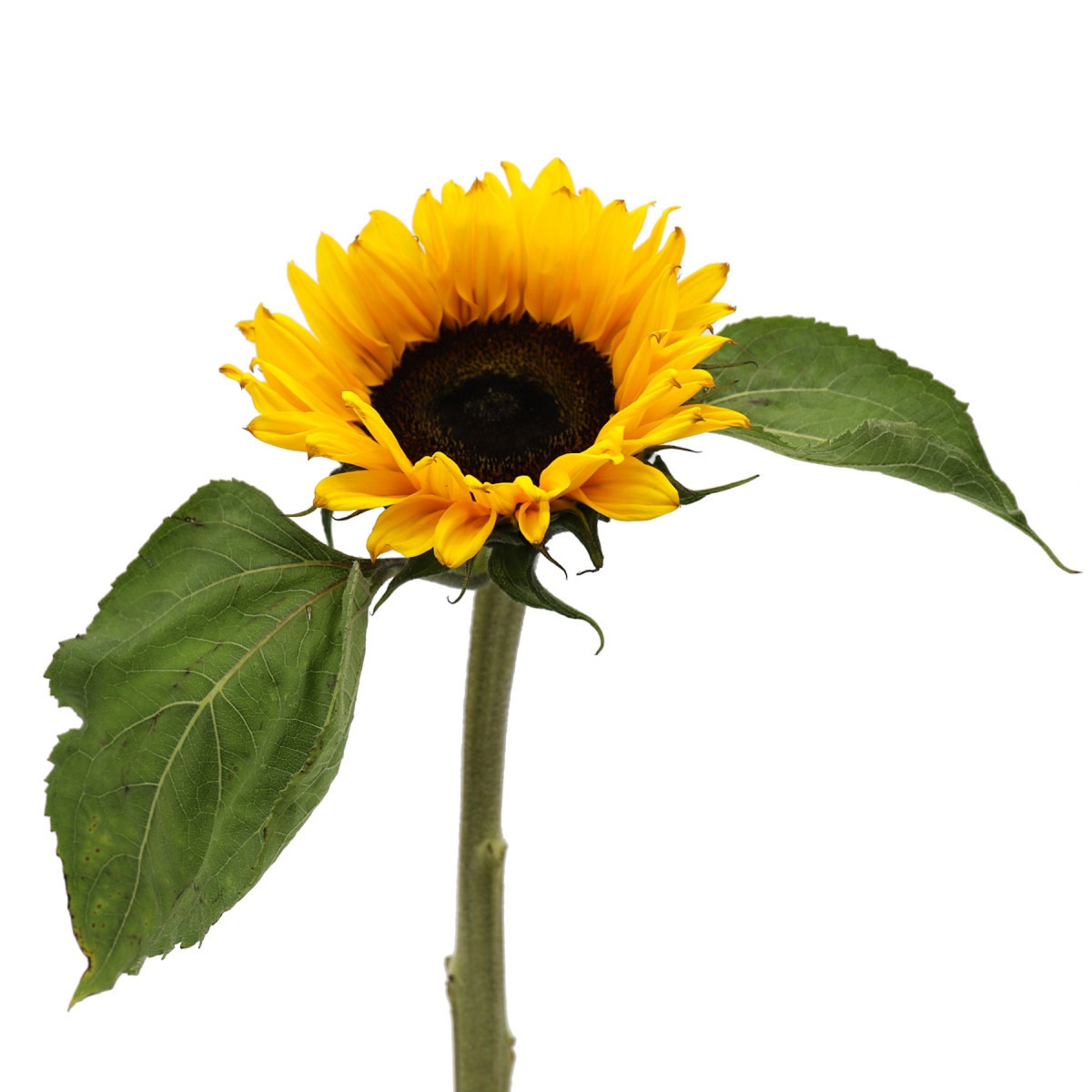 Sunflowers (5's)