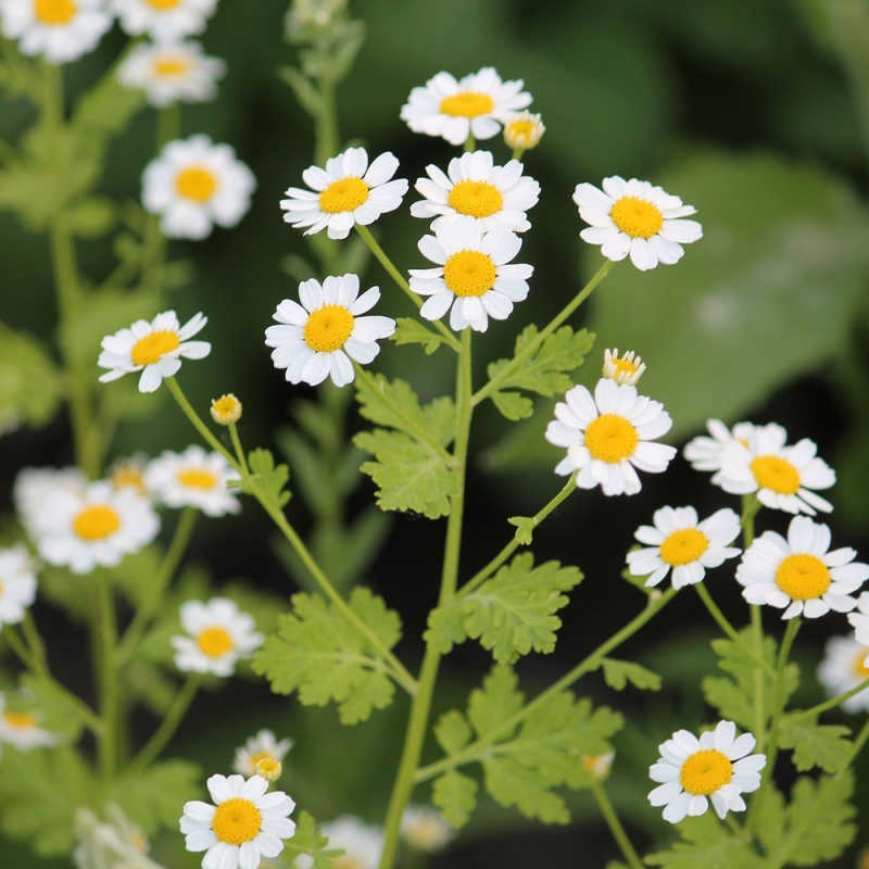 English White Tanacetum