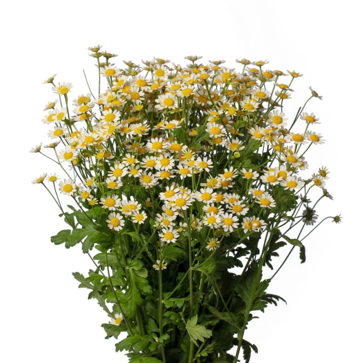 Tanacetum Daisy