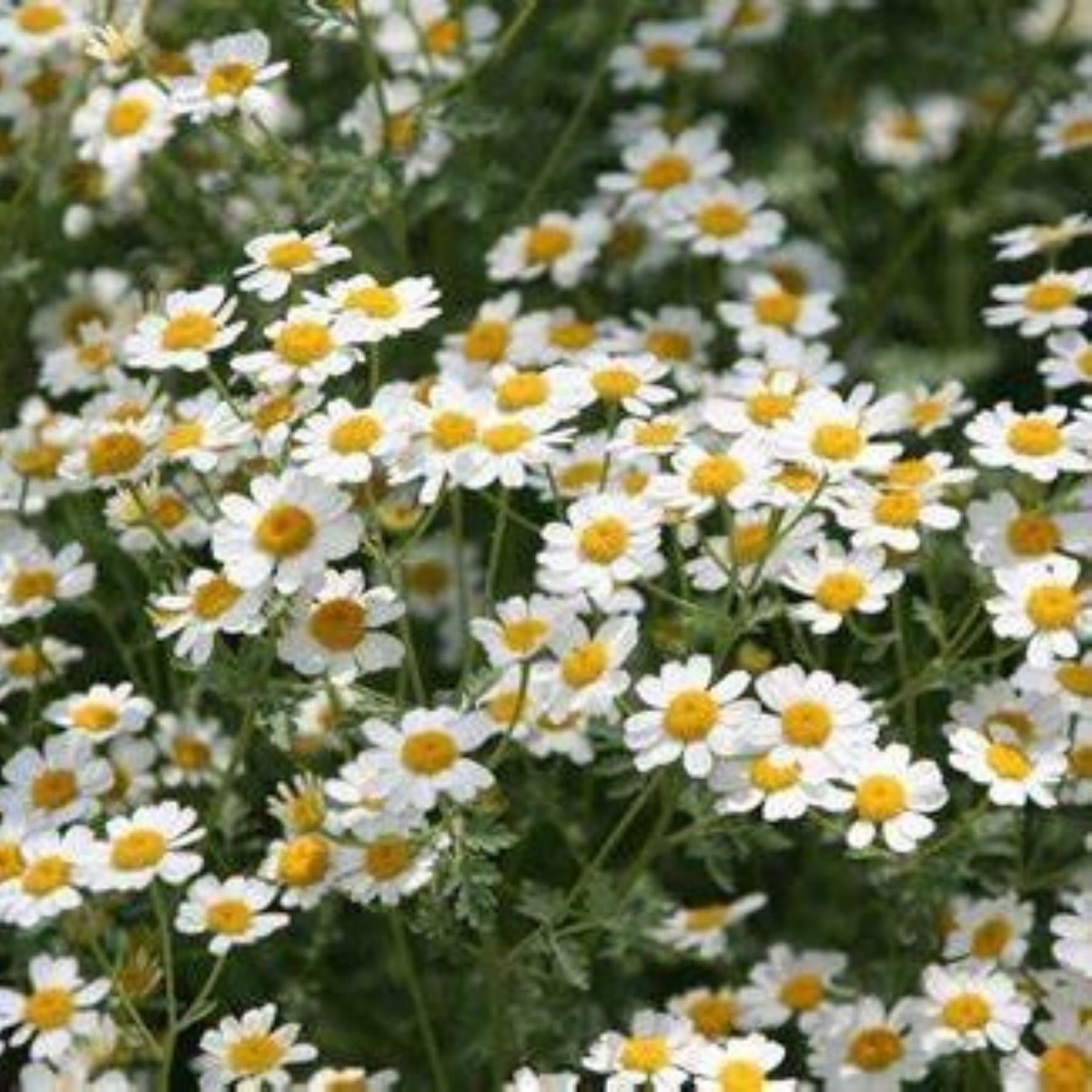 English Yellow Tanacetum