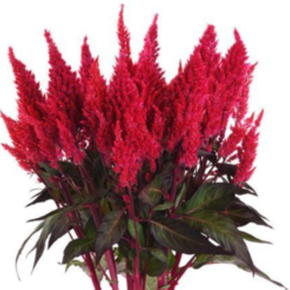 Celosia Plumosa Red Bunch (10's)