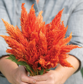 Celosia Plumosa Orange Bunch (10's)