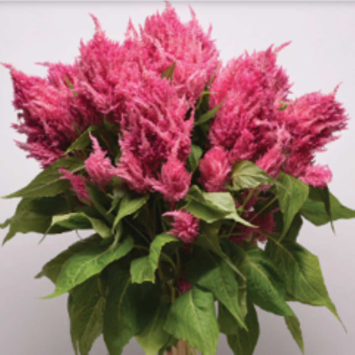 Celosia Plumosa Pink Bunch (10's)