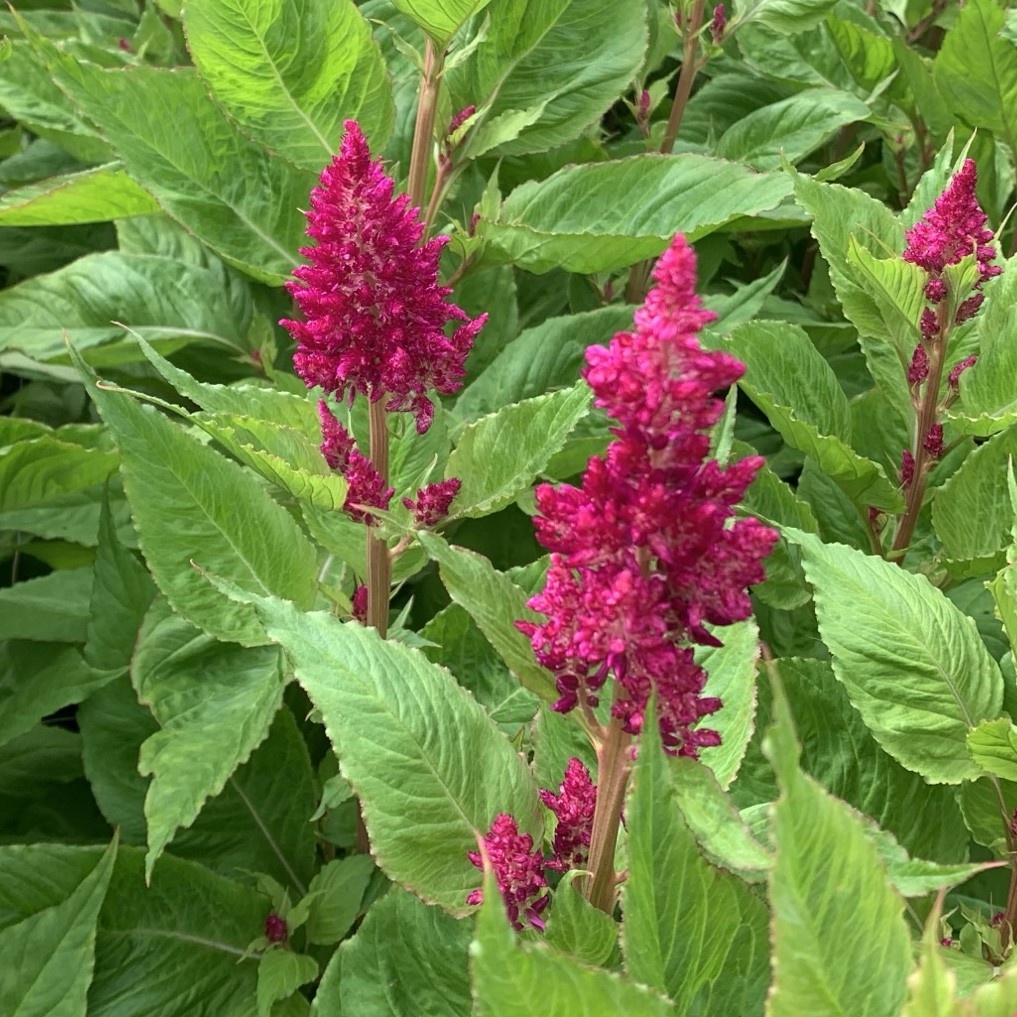 Celosia Plumosa Mixed Box