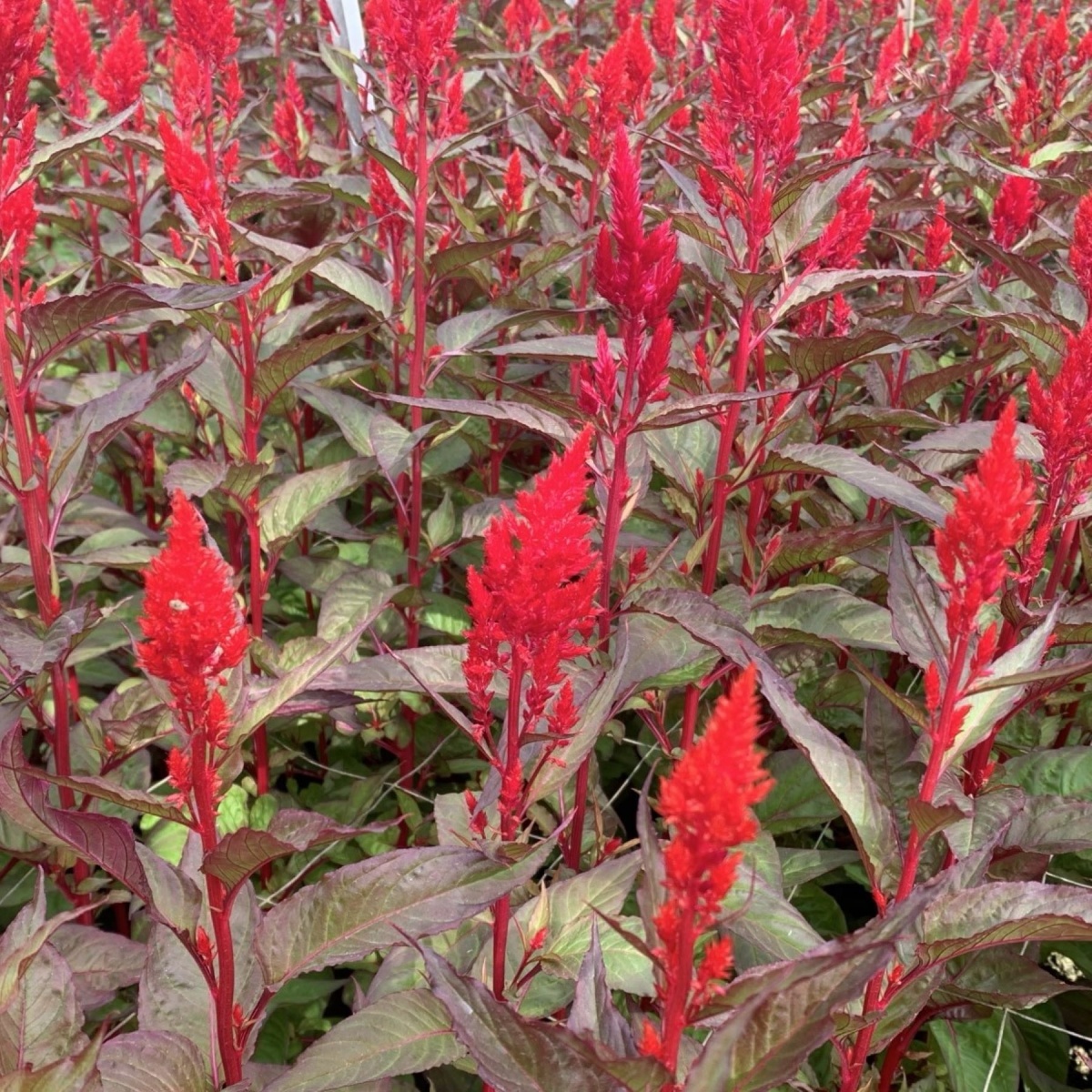 Celosia Plumosa Mixed Box